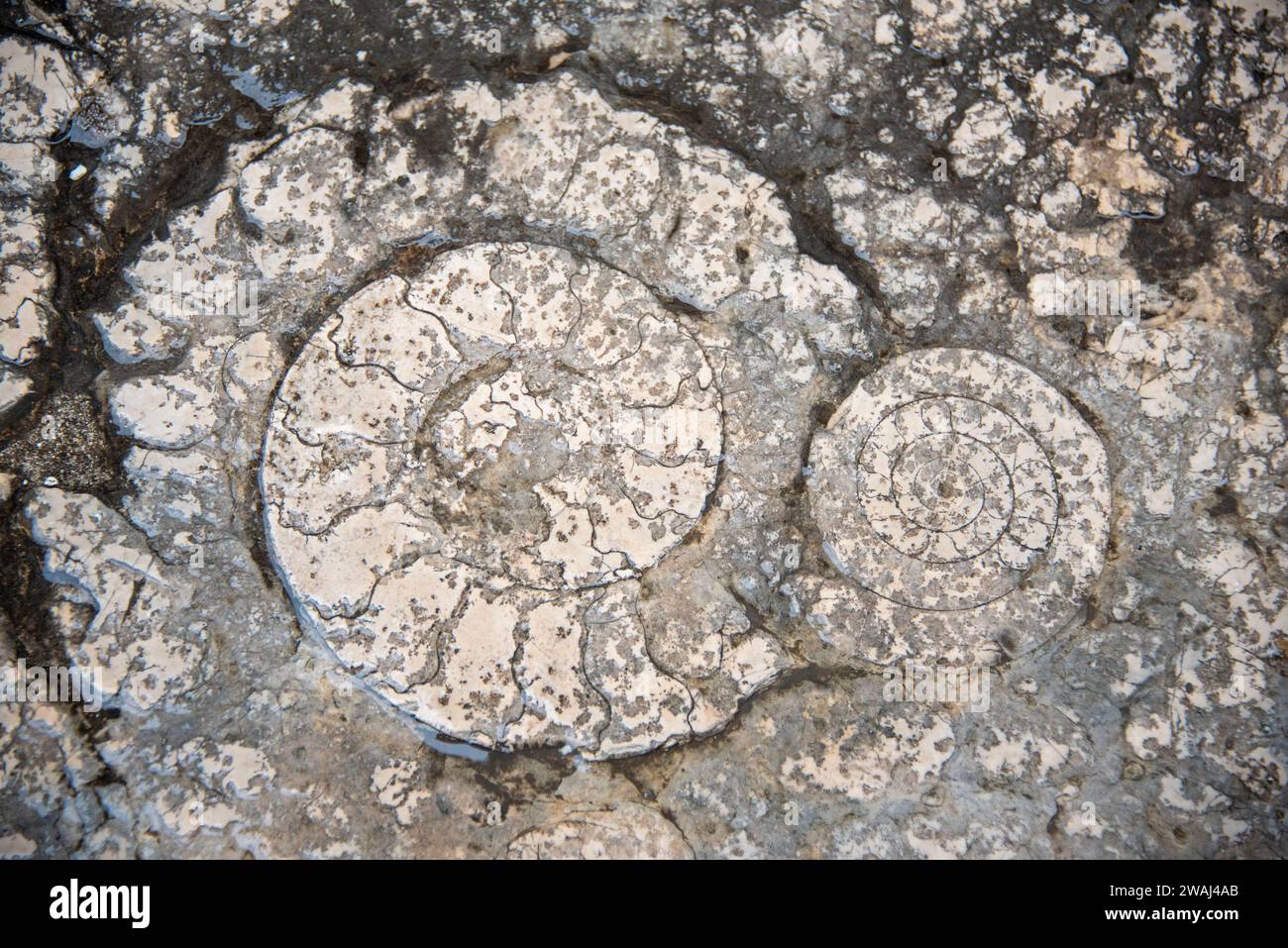 Fossiles d'ammonite dans les carreaux de sol Banque D'Images