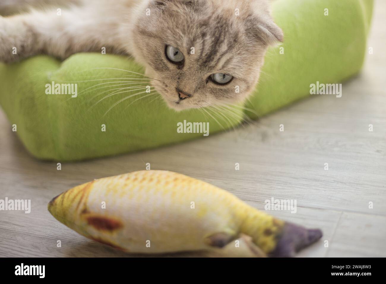 Un gros plan d'un chat blanc mignon jouant avec un jouet de poisson à la maison Banque D'Images