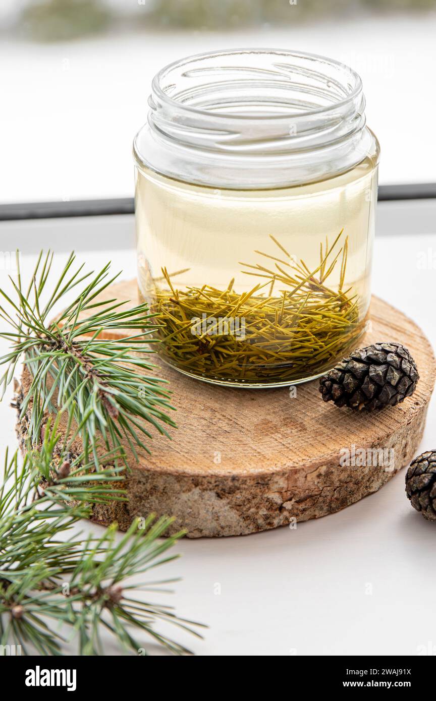 Fabrication de sirop d'aiguilles de pin frais. Bocaux en verre avec des aiguilles infusées avec de l'eau dans la cuisine à la maison. Banque D'Images