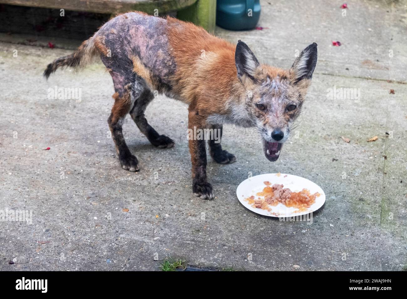 Renard urbain récupérant de la gale sarcoptique, UK Wild Fox Banque D'Images