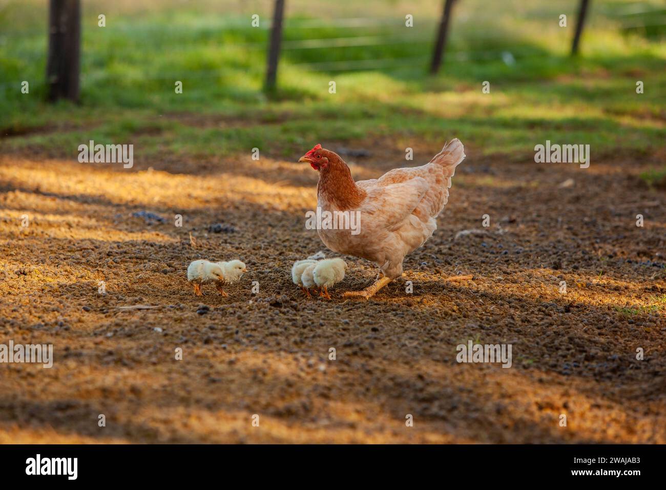 Une mère poule avec ses poussins moelleux explore le terrain extérieur baigné par la lumière chaude du soleil filtrant à travers les arbres Banque D'Images