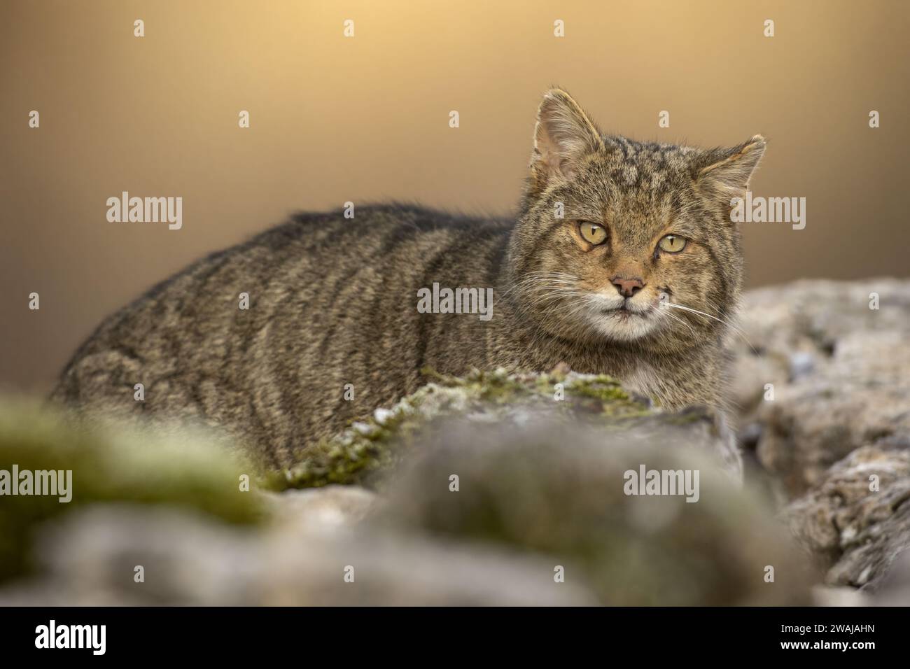 Chat sauvage serein couché sur un rocher mousseline avec un arrière-plan doux mettant en valeur ses yeux frappants et son manteau richement modelé Banque D'Images