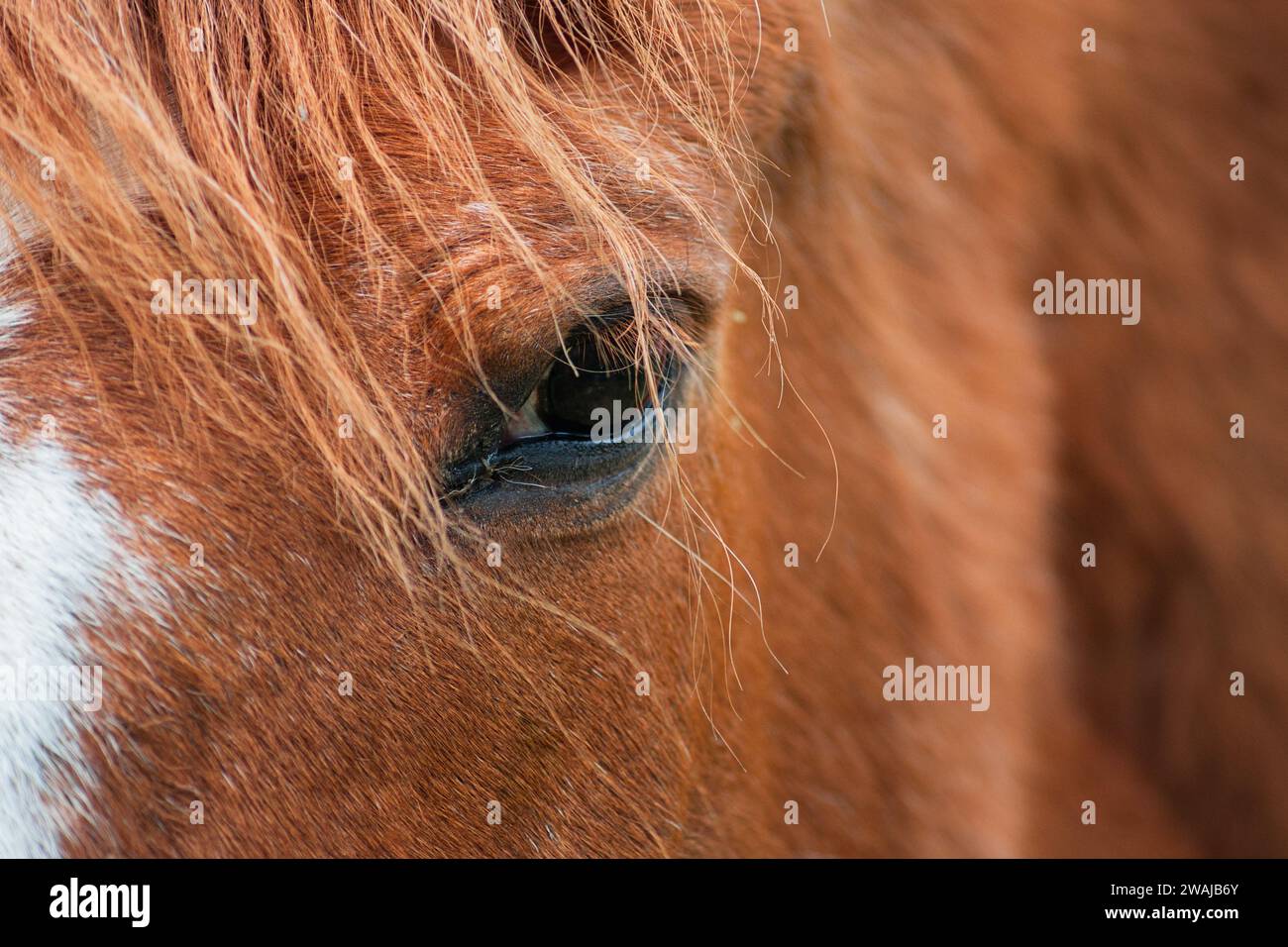 Un gros plan détaillé de l'œil d'un cheval châtaignier, mettant en valeur la texture de sa crinière et l'œil doux reflétant un environnement serein Banque D'Images