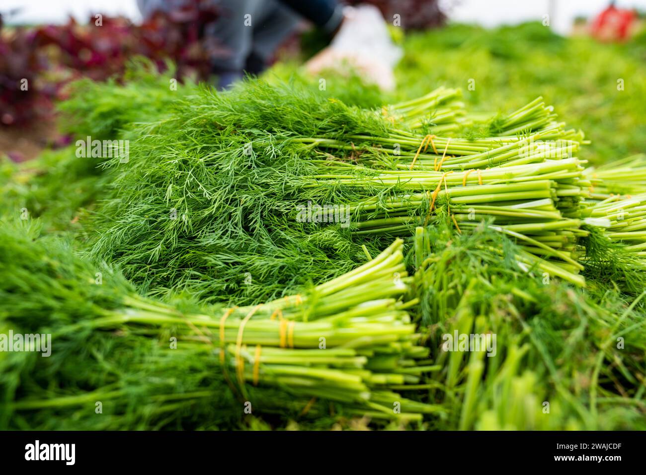 Gros plan d'une pile d'herbes vertes Banque D'Images