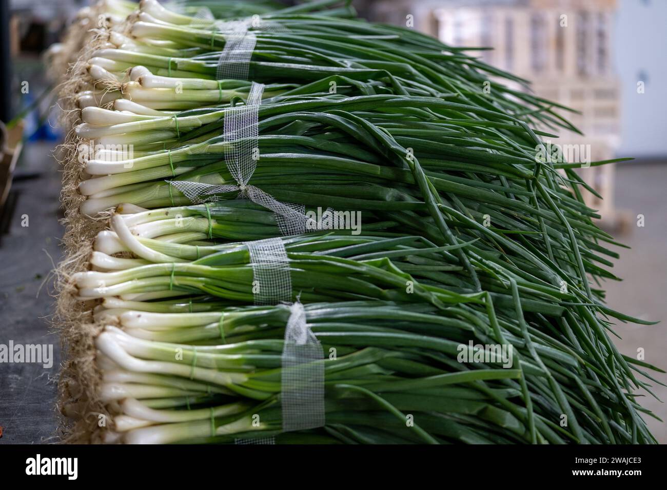 Gros plan d'une pile d'herbes vertes Banque D'Images