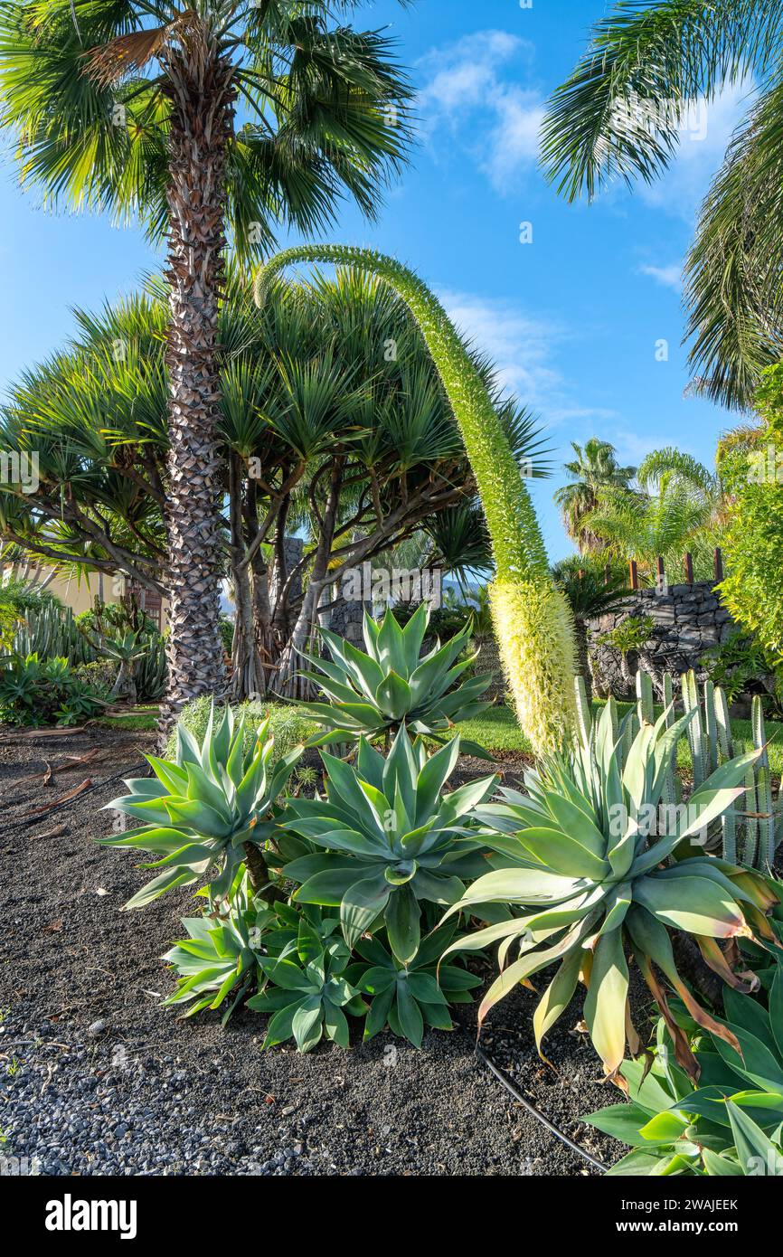 Agavea et palmiers poussant sur Tenerife, Espagne Banque D'Images