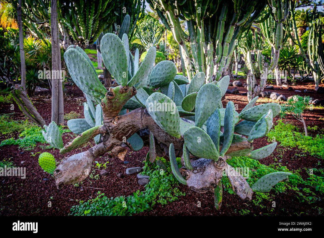 Cactus Opuntia pousse sur Tenerife à Span Banque D'Images