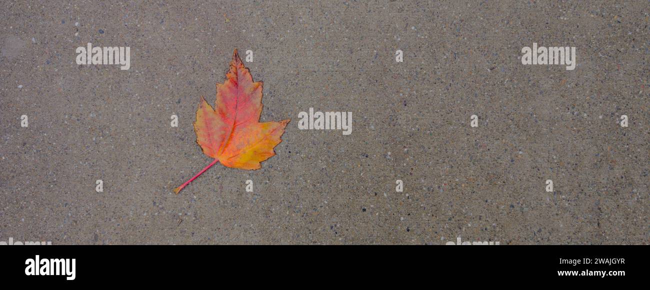 Une feuille tombée solitaire repose sur le sol en béton gris Banque D'Images