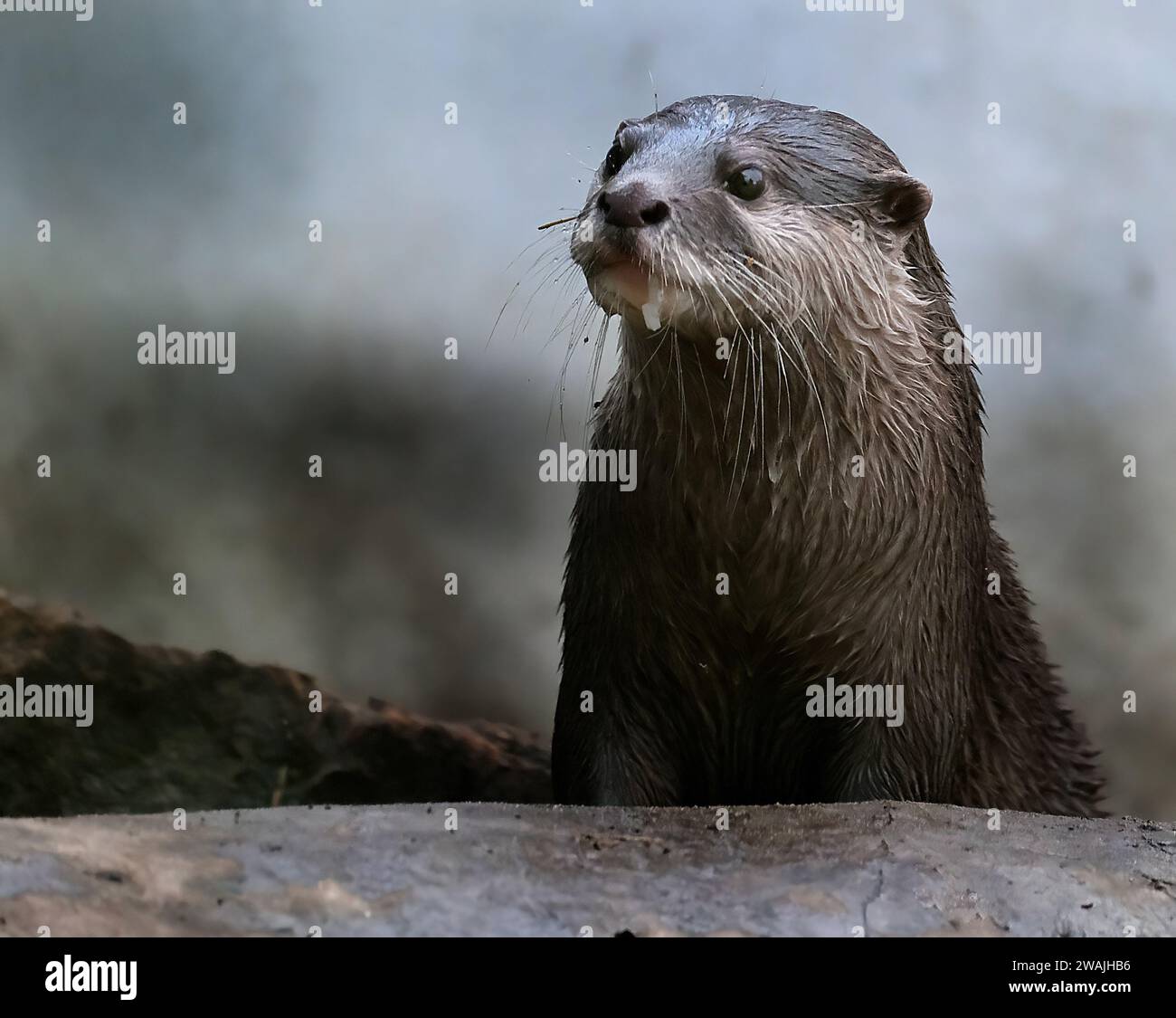 La loutre asiatique à petites griffes, également connue sous le nom de loutre orientale à petites griffes et loutre à petites griffes. Banque D'Images