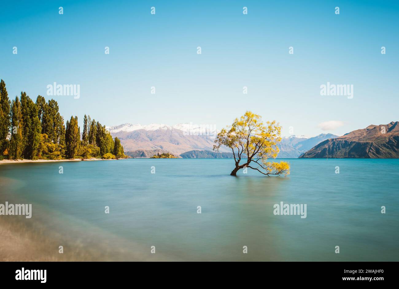 Wanaka Tree de Nouvelle-Zélande sous le soleil de mi-journée avec une longue exposition Banque D'Images