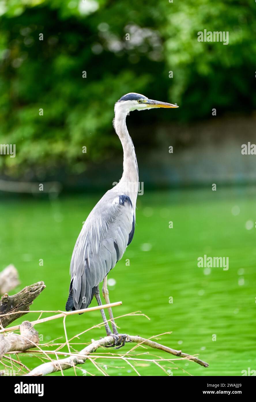 Portrait d'un héron gris. Oiseau en habitat naturel. Ardea cinerea. Banque D'Images