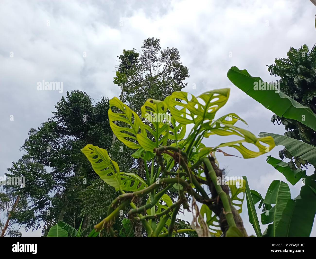 feuilles et arbres sous le ciel avec des nuages le couvrant et sur l'environnement environnant et ce qui est autour de lui Banque D'Images