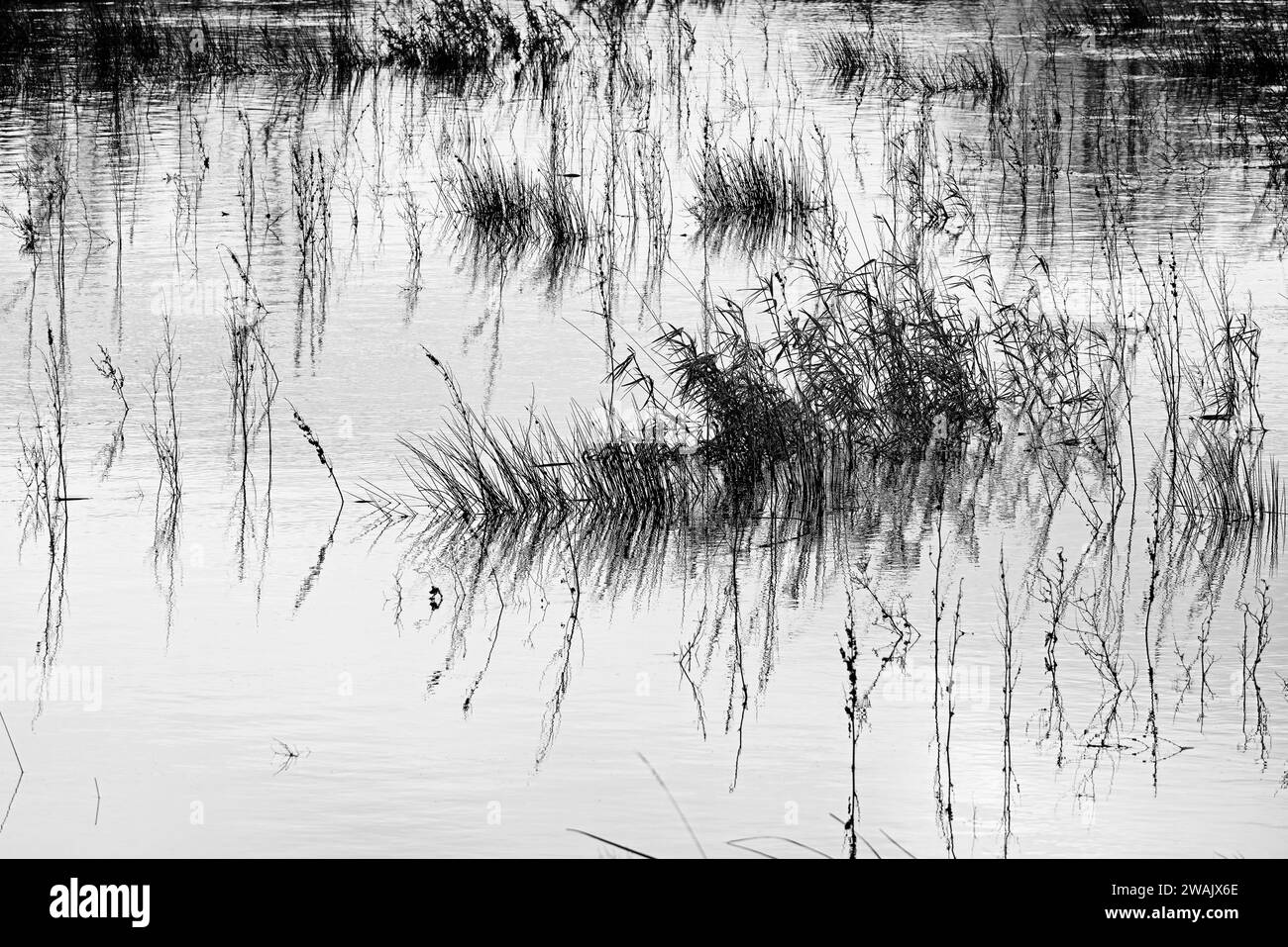 Inondation de la vallée inférieure de l'Avon à Christchurch Dorset Banque D'Images