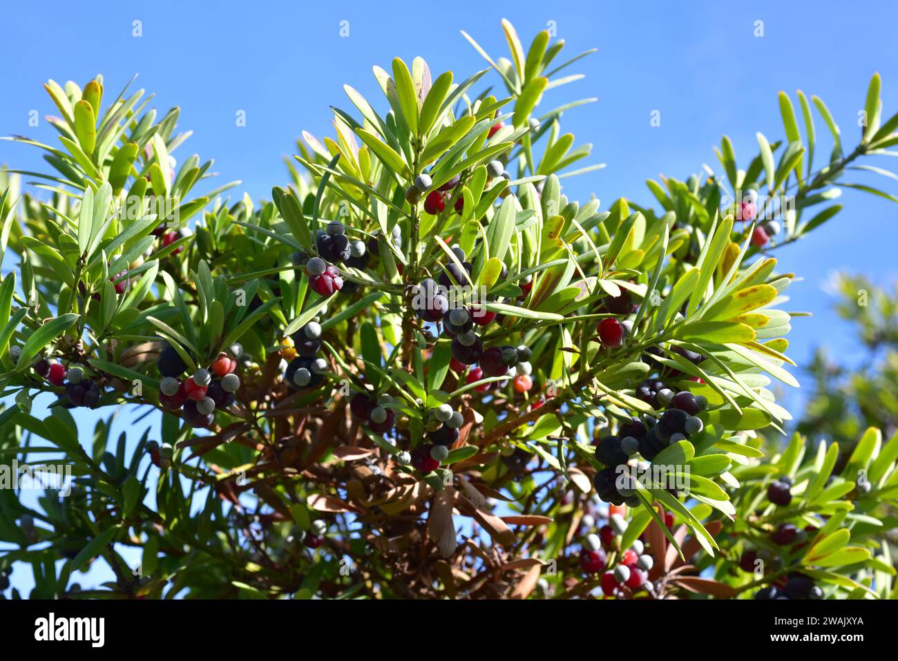 Le bois jaune à feuilles larges ou le bois jaune véritable (Podocarpus latifolius) est un arbre ornemental à feuilles persistantes originaire de l'Afrique de Soth. Feuilles et baies comestibles Banque D'Images