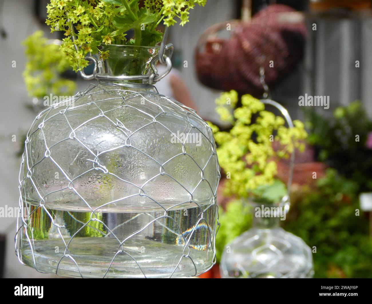 Un vase en verre rempli d'eau douce debout sur une table près de diverses plantes vertes Banque D'Images