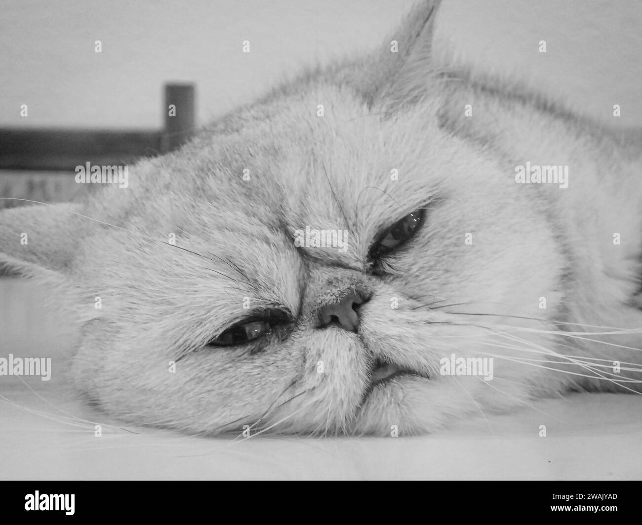 Un chat tabby repose sur une tête de lit blanche, avec ses pattes en l'air et son dos tourné vers le haut Banque D'Images