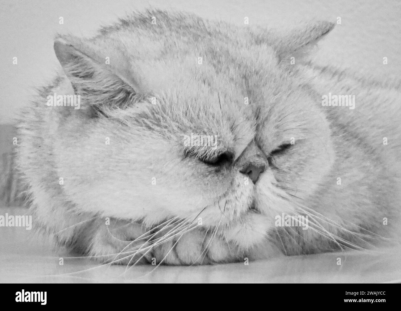 Un grand chat noir et blanc est endormi sur le côté, pattes bloquées près de son corps Banque D'Images