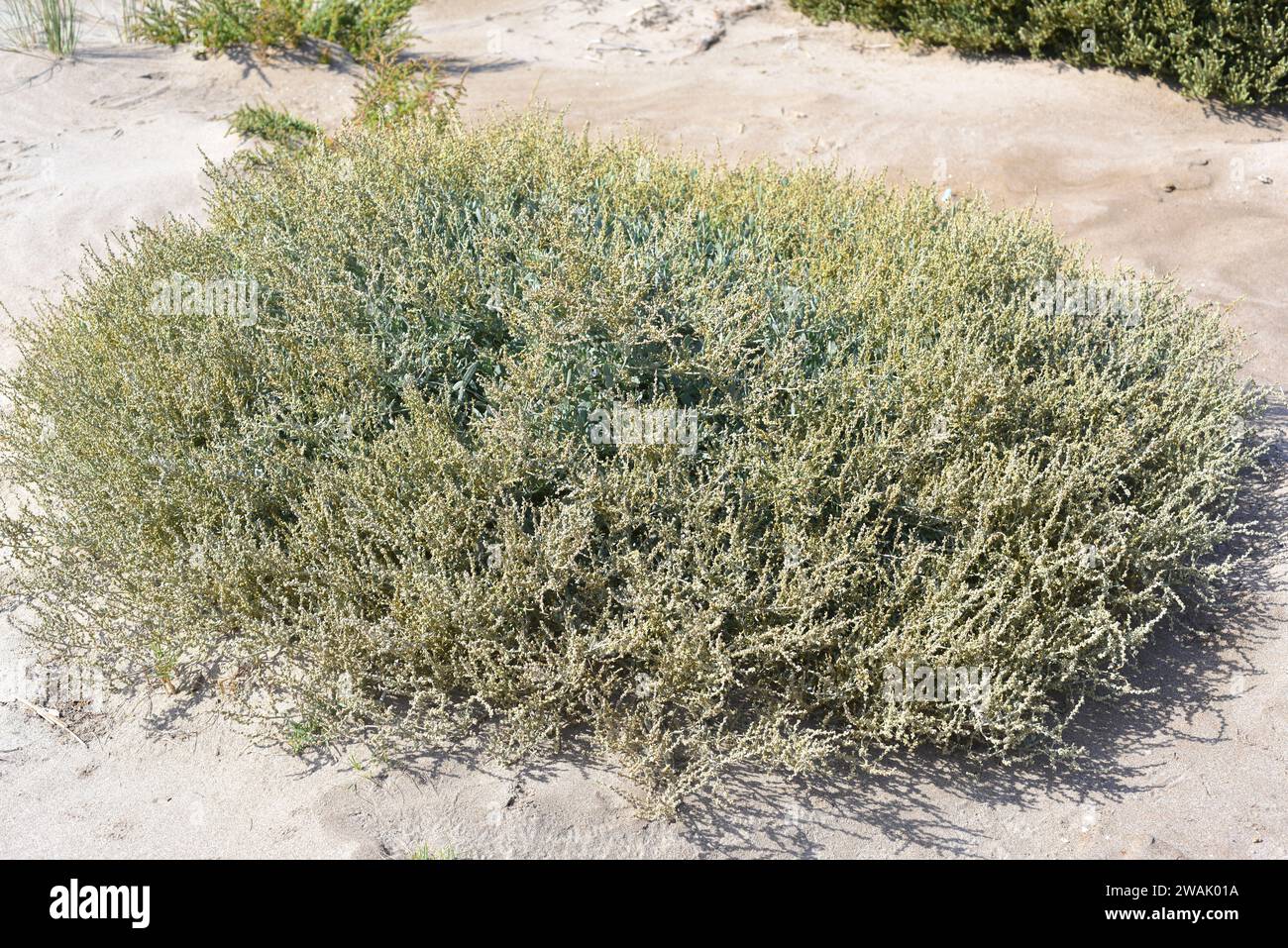 Le purslane de mer (Halimione portulacoides ou Atriplex portulacoides) est un arbuste halophyte originaire des côtes du bassin méditerranéen et des coas d'Europe atlantique Banque D'Images