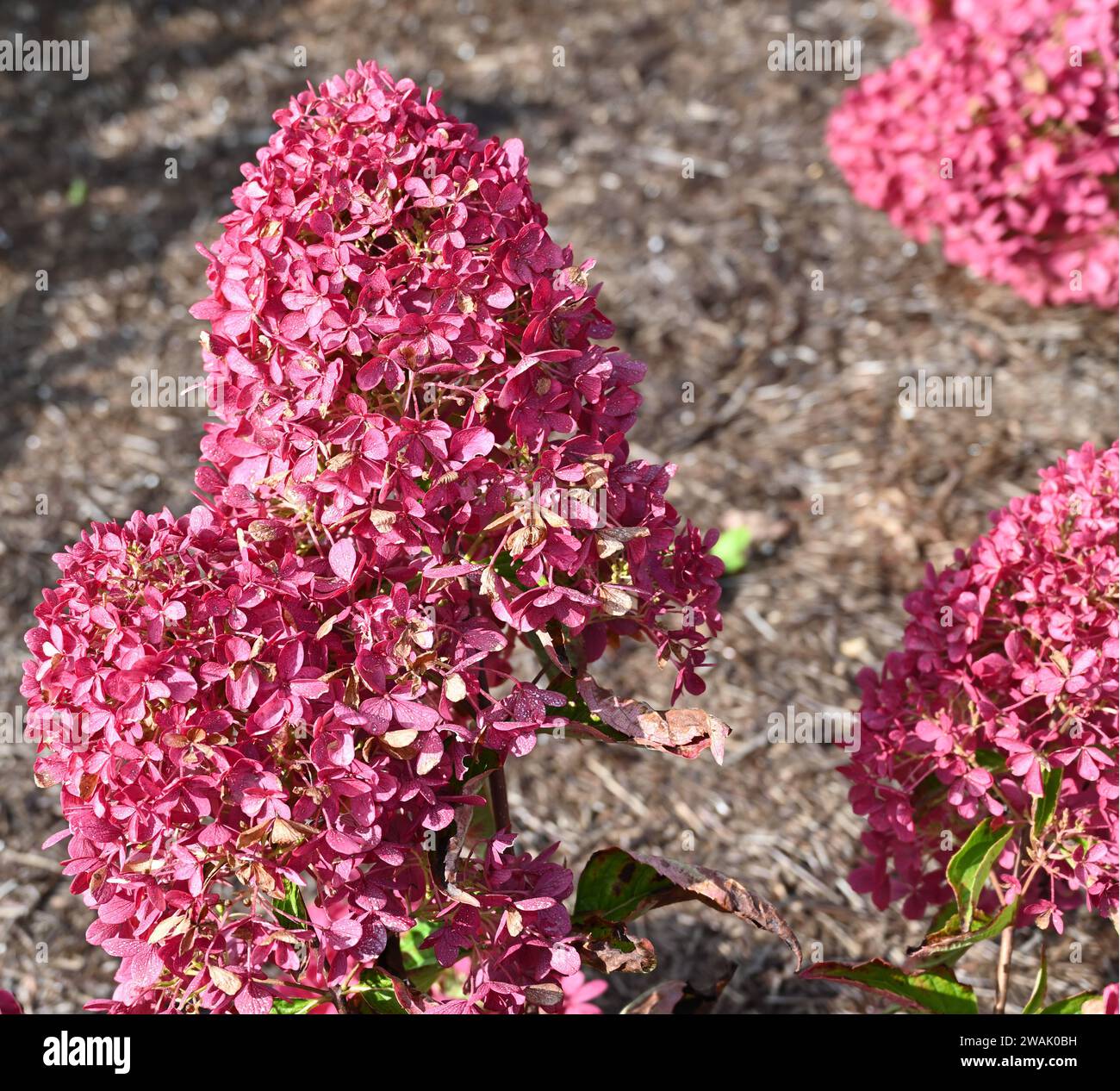 Hydrangea paniculata Raspberry Pink pousse dans le jardin britannique septembre Banque D'Images