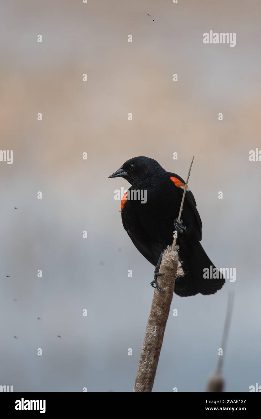 Blackbird aux ailes rouges perché sur une queue de chat regardant sur le côté Banque D'Images