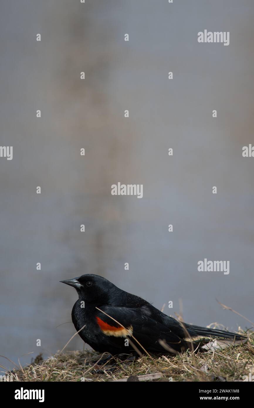 Blackbird à ailes rouges sur le sol au bord d'un étang Banque D'Images