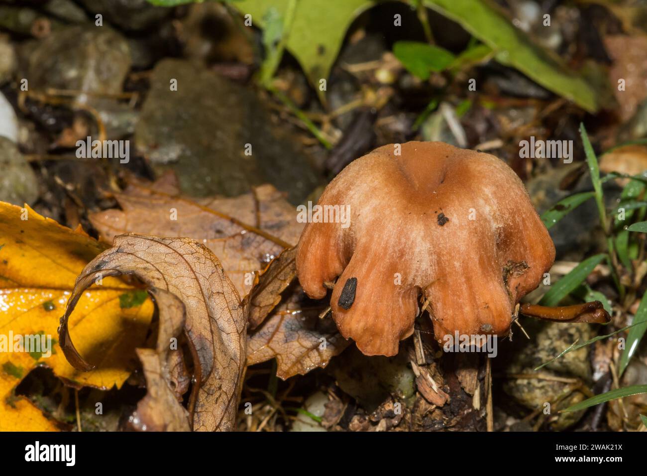 Champignon Deceiver - Laccaria laccata Banque D'Images