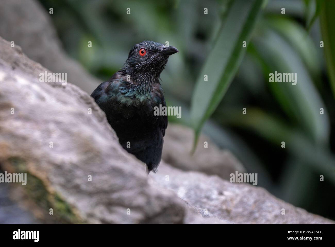 Étoile brillante asiatique - Aplonis panayensis, bel oiseau perché coloré des forêts et forêts asiatiques, Malaisie. Banque D'Images