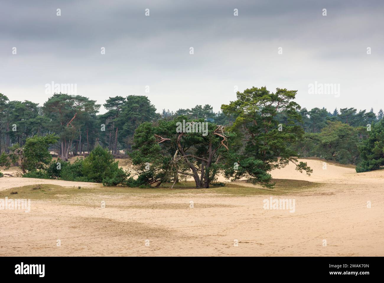Dunes de sable dans la forêt de la réserve naturelle de Soestduinen entre Soest et Amersfoort, pays-Bas. Banque D'Images