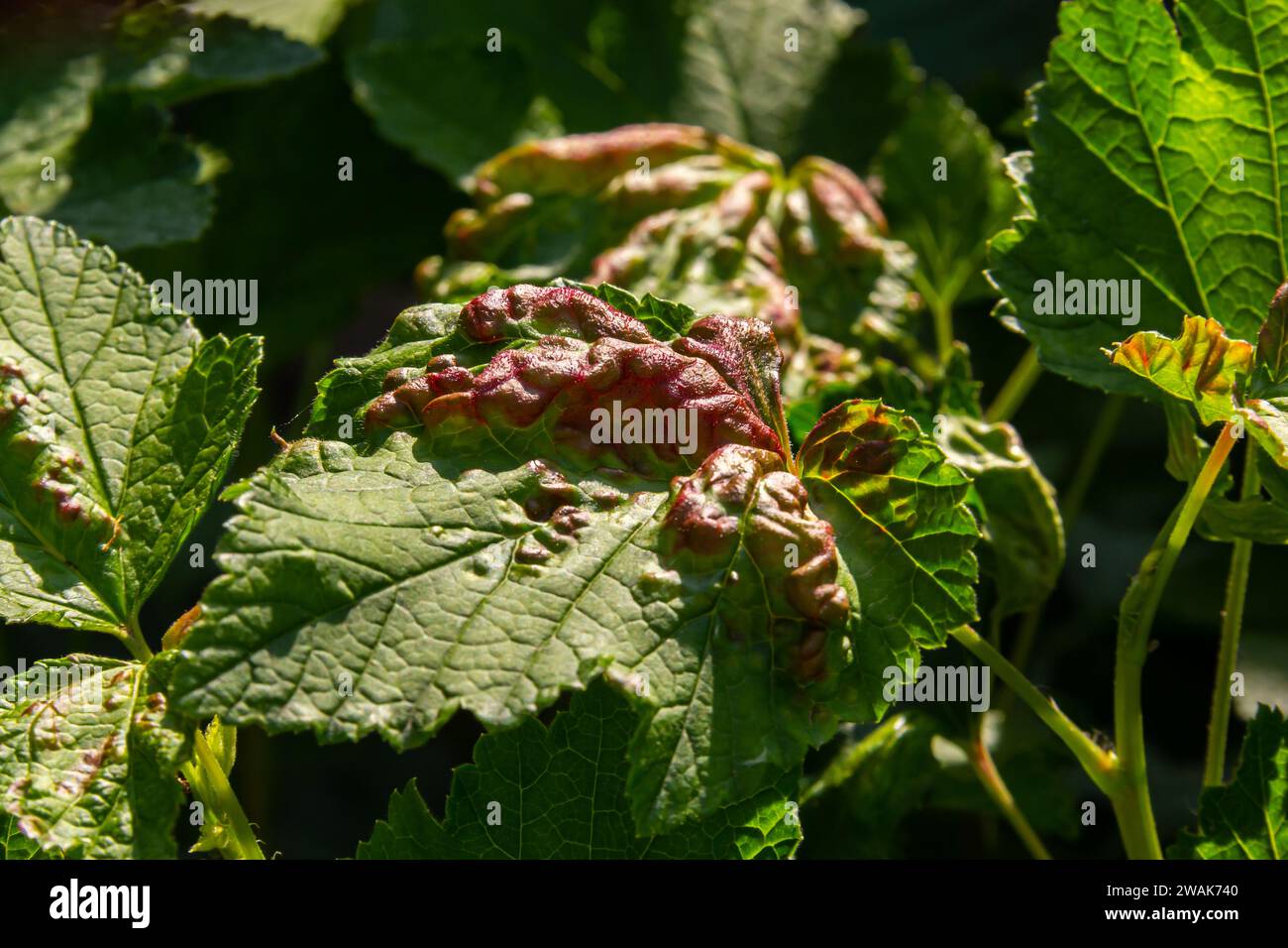 Maladie des groseilles rouges et blanches, infection par des pucerons gaulois Anthracnose. Ampoules brunes sur les feuilles vertes sur la face supérieure. Banque D'Images