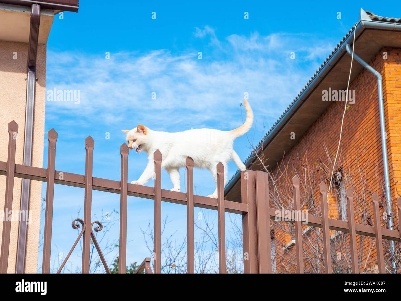 Chaton blanc marchant le long d'une clôture de fer. Banque D'Images