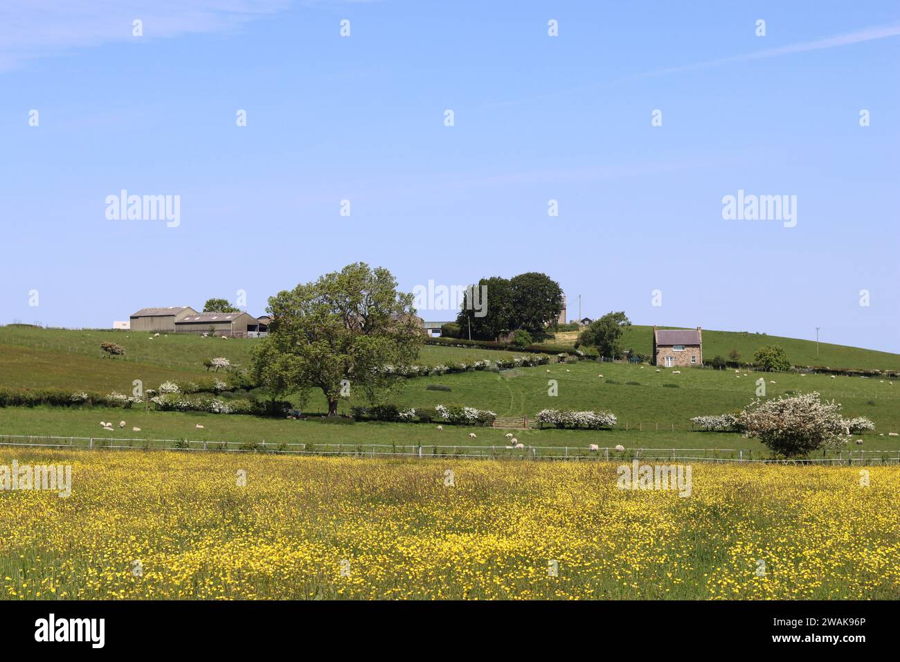 Vue sur un champ rural couvert de buttercups jaune vif, à une ferme au sommet d'une colline Banque D'Images