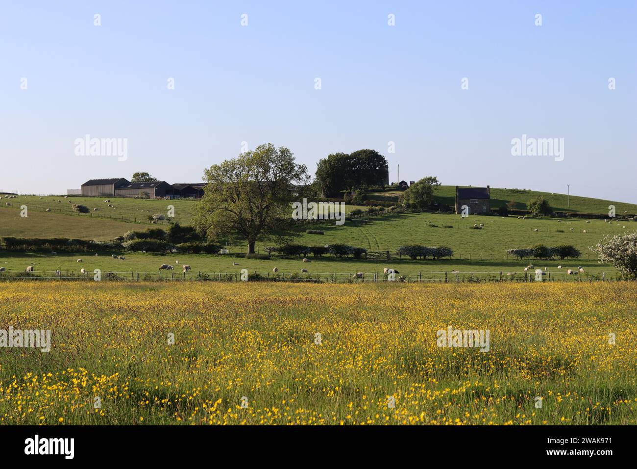 Vue sur un champ rural couvert de buttercups jaune vif, à une ferme au sommet d'une colline Banque D'Images