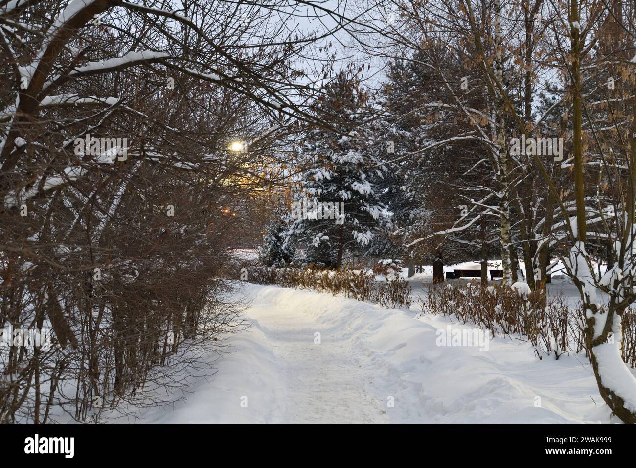 Allée enneigée dans le parc d'hiver à Moscou, Russie Banque D'Images