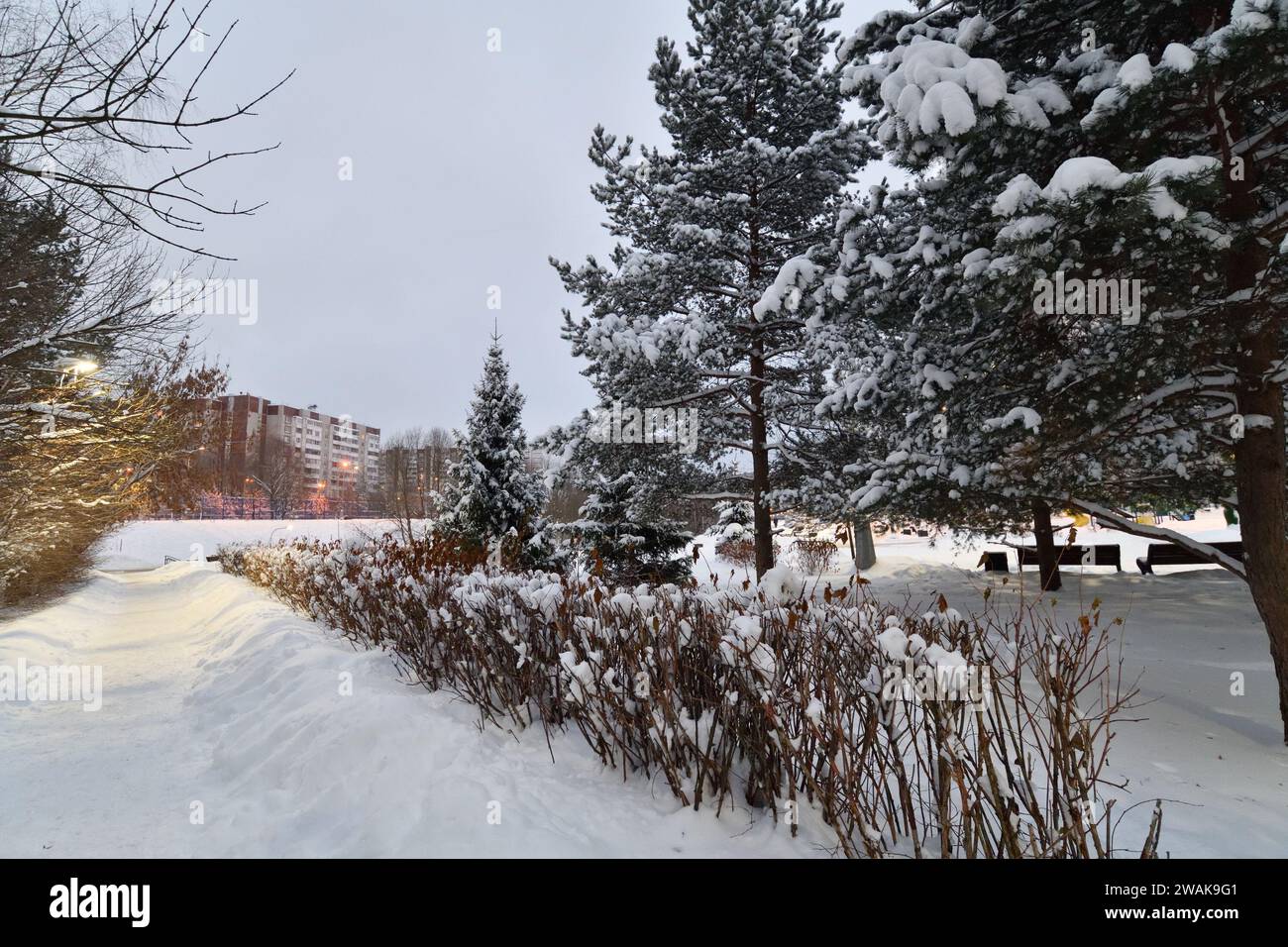 Allée enneigée dans le parc d'hiver à Moscou, Russie Banque D'Images