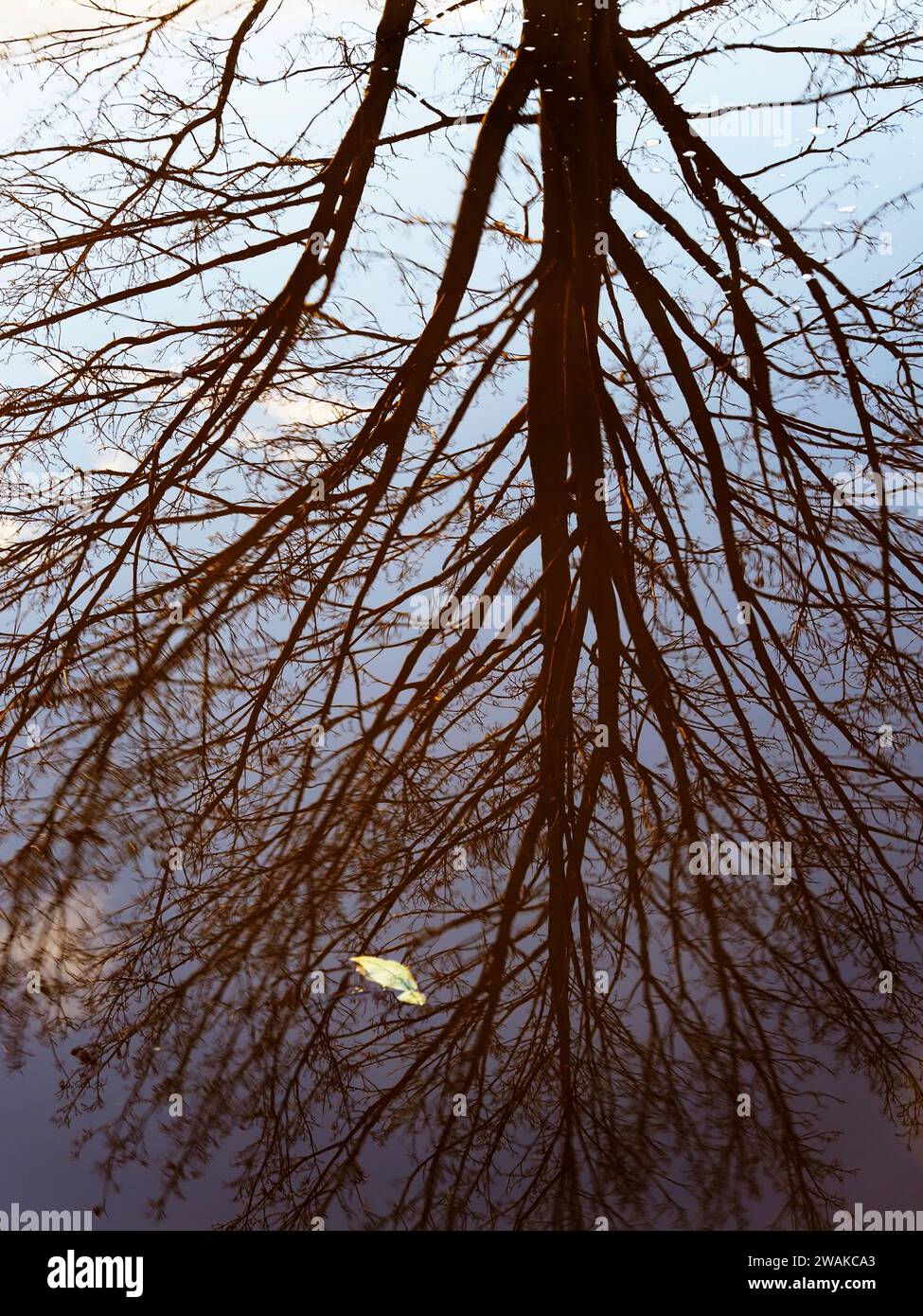 Reflets d'arbres d'hiver à Ripon Canal Ripon North Yorkshire Angleterre Banque D'Images
