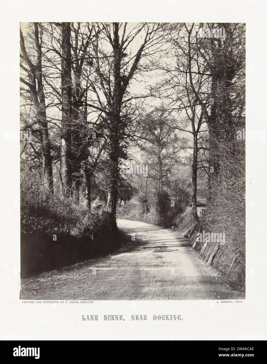 Boslaan at Dorking, Surrey, Alfred Rosling, 1859 - 1882 photographie Dorkingeditor : Great Britain paper. Chemin forestier d'impression d'albumen de carton ou ruelle Dorking Banque D'Images