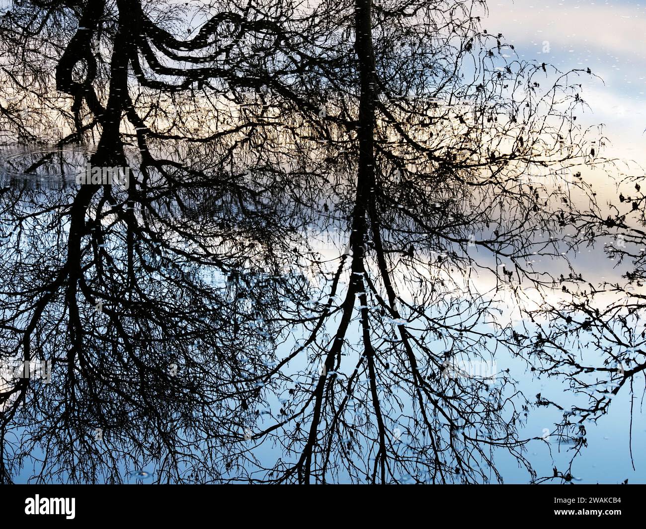 Reflets d'arbres d'hiver à Ripon Canal Ripon North Yorkshire Angleterre Banque D'Images