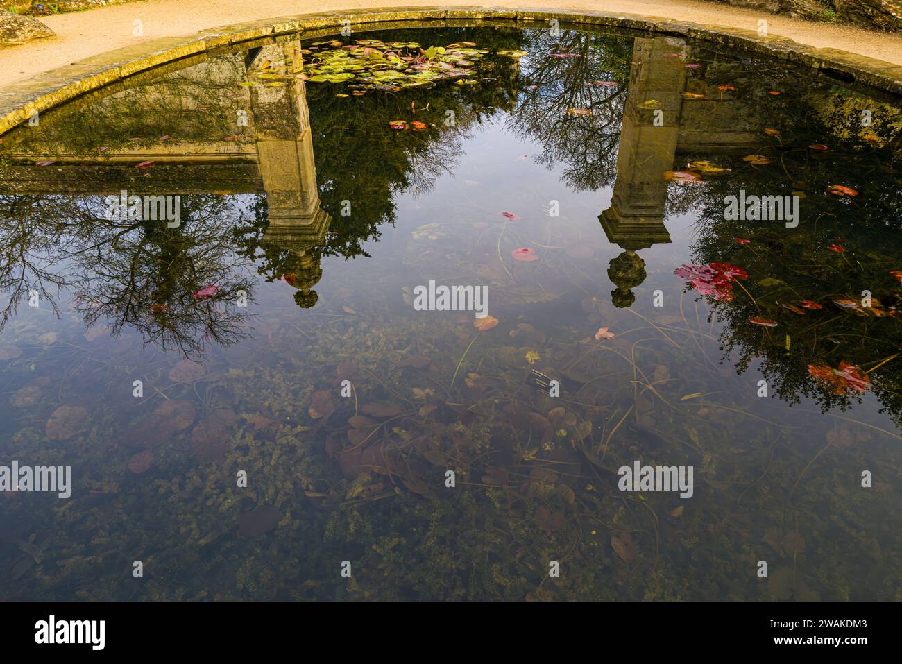 Reflets dans l'un des étangs des jardins botaniques d'Oxford, Angleterre Banque D'Images
