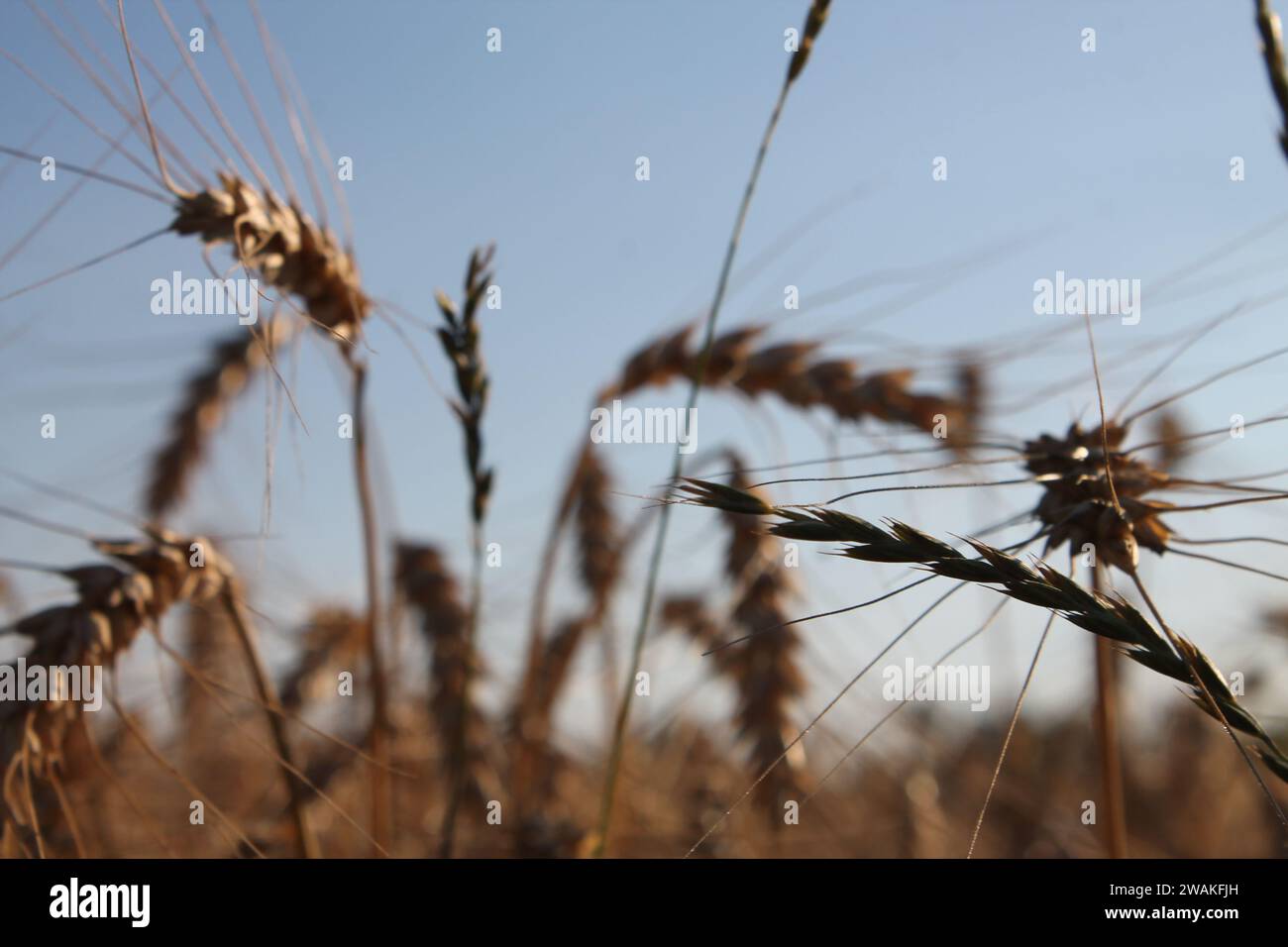 photo cinématographique du champ avec plante de céréales jour d'été avec ciel clair Banque D'Images