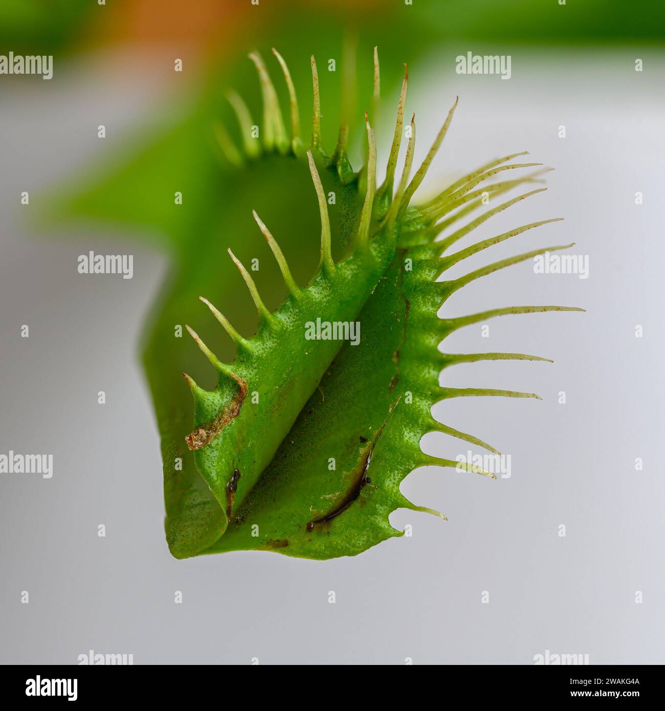 Macro-image empilée d'un lobe de piège à mouches de Vénus Banque D'Images