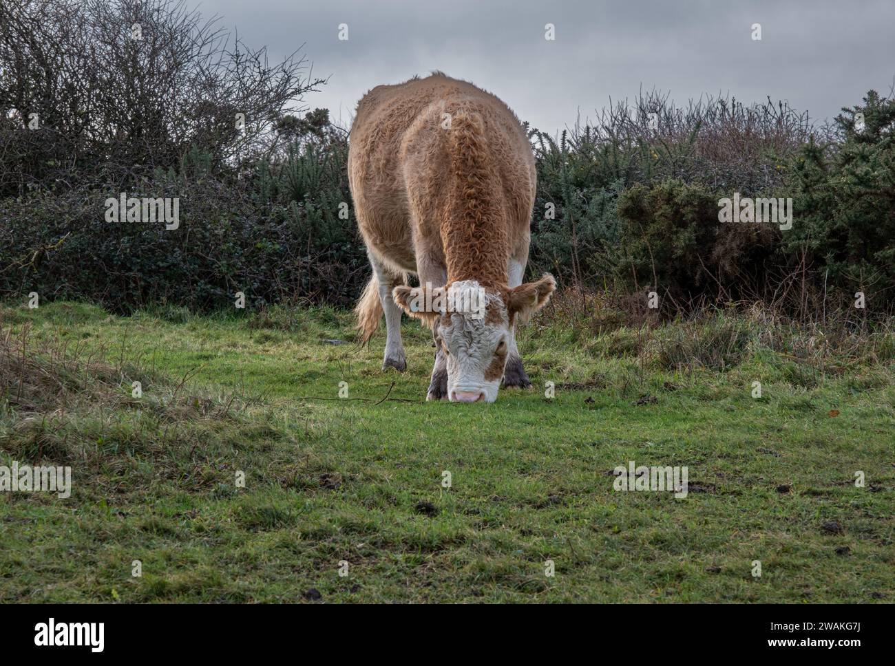 Bullock broutant en hiver sur les South Downs - 2024 Banque D'Images