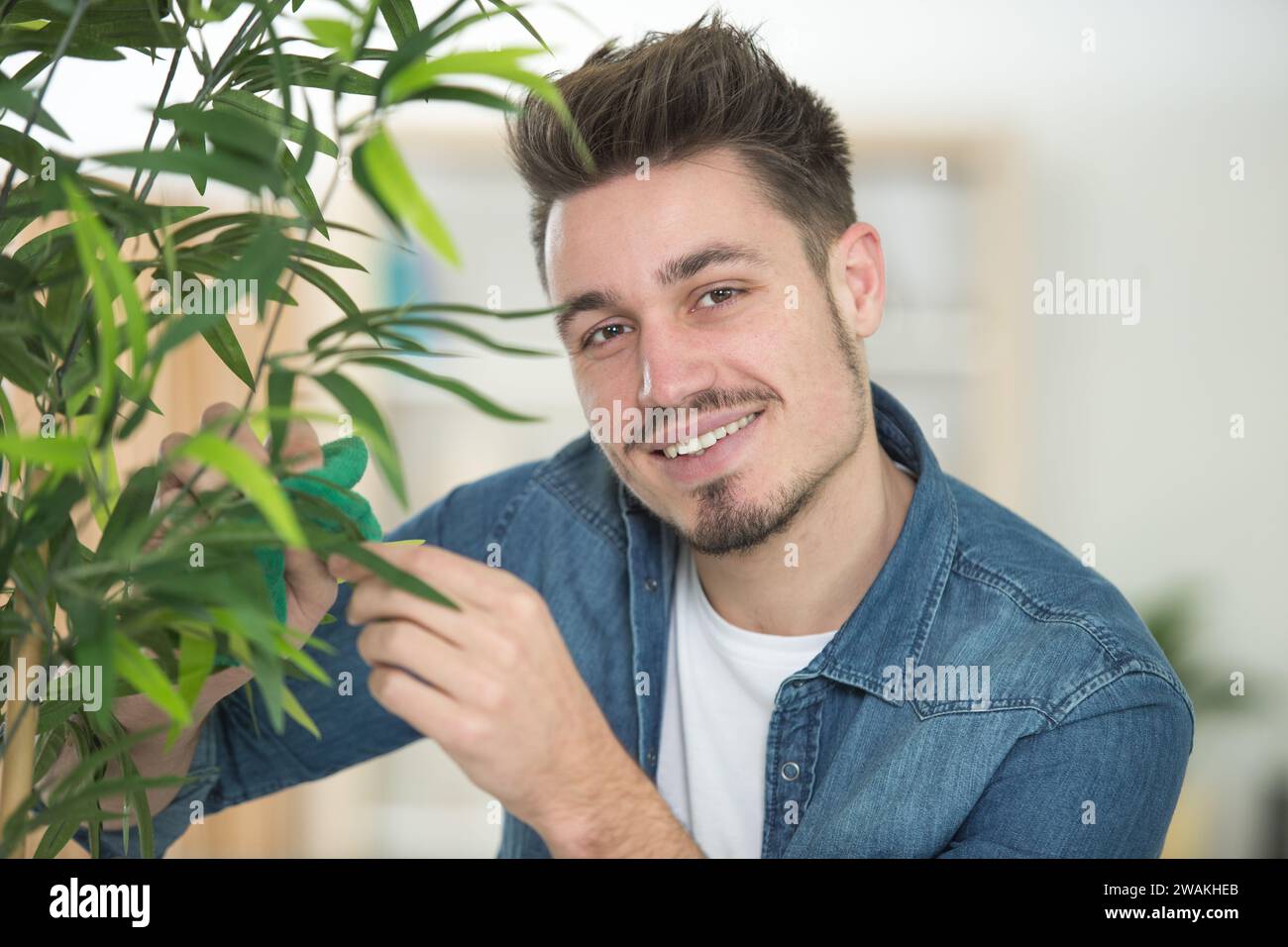 homme nettoyant des feuilles sur une plante d'intérieur Banque D'Images