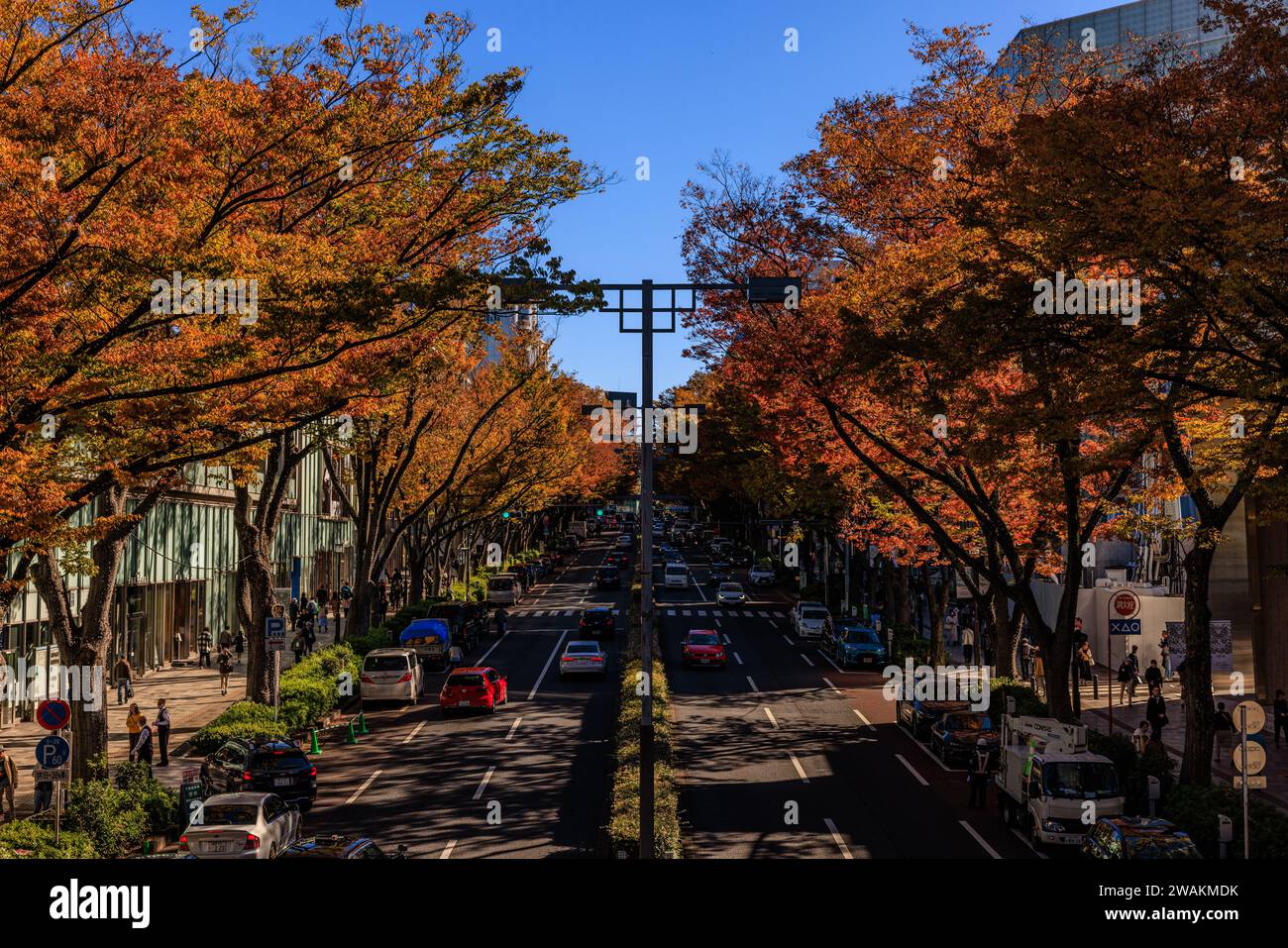 rue omotesando bordée de couleur automnale sur des ormes ombrageant les magasins de mode haut de gamme et les cafés du boulevard animé Banque D'Images