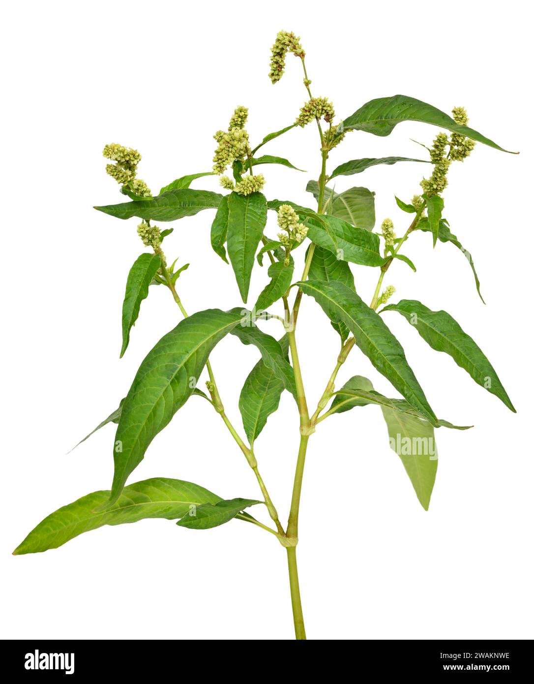 Persicaria maculosa (Polygonum persicaria) flower isolated on white background Banque D'Images