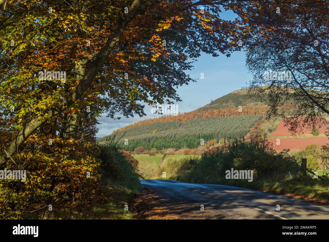 Black Hill près de Earlston vu du sud Banque D'Images