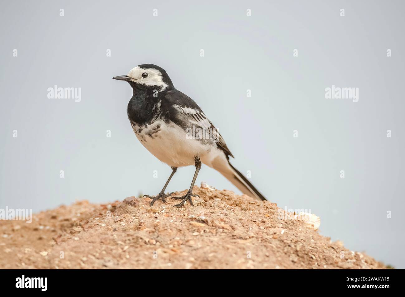 Pied wagtail branche perchée sur pile de sciure, au royaume-uni, en été Banque D'Images