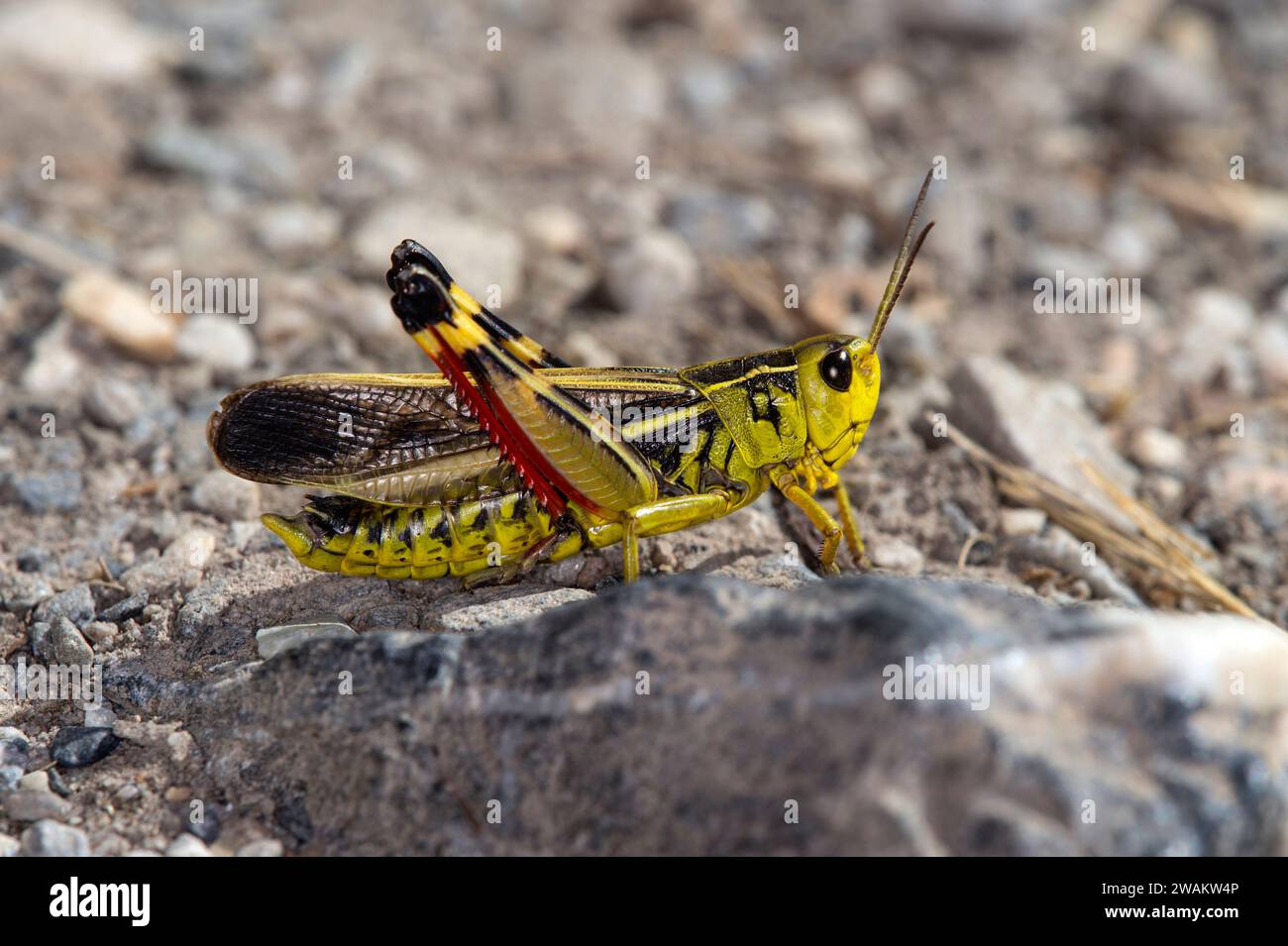 Grand sauterelle baguée (Argyptera fusca), mâle, sauterelle à cornes courtes de la famille Acrididae, Valais, Suisse Banque D'Images