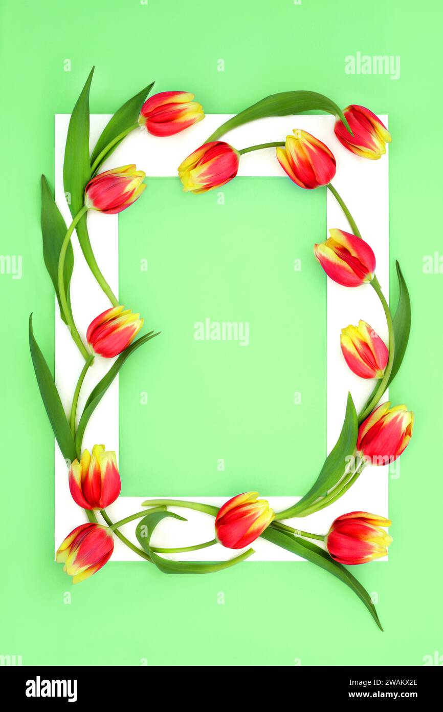 Fleur de tulipe rouge printemps et jaune abstrait avec cadre blanc sur fond vert pastel. Design minimal pour Pâques au printemps et la fête des mères. Banque D'Images