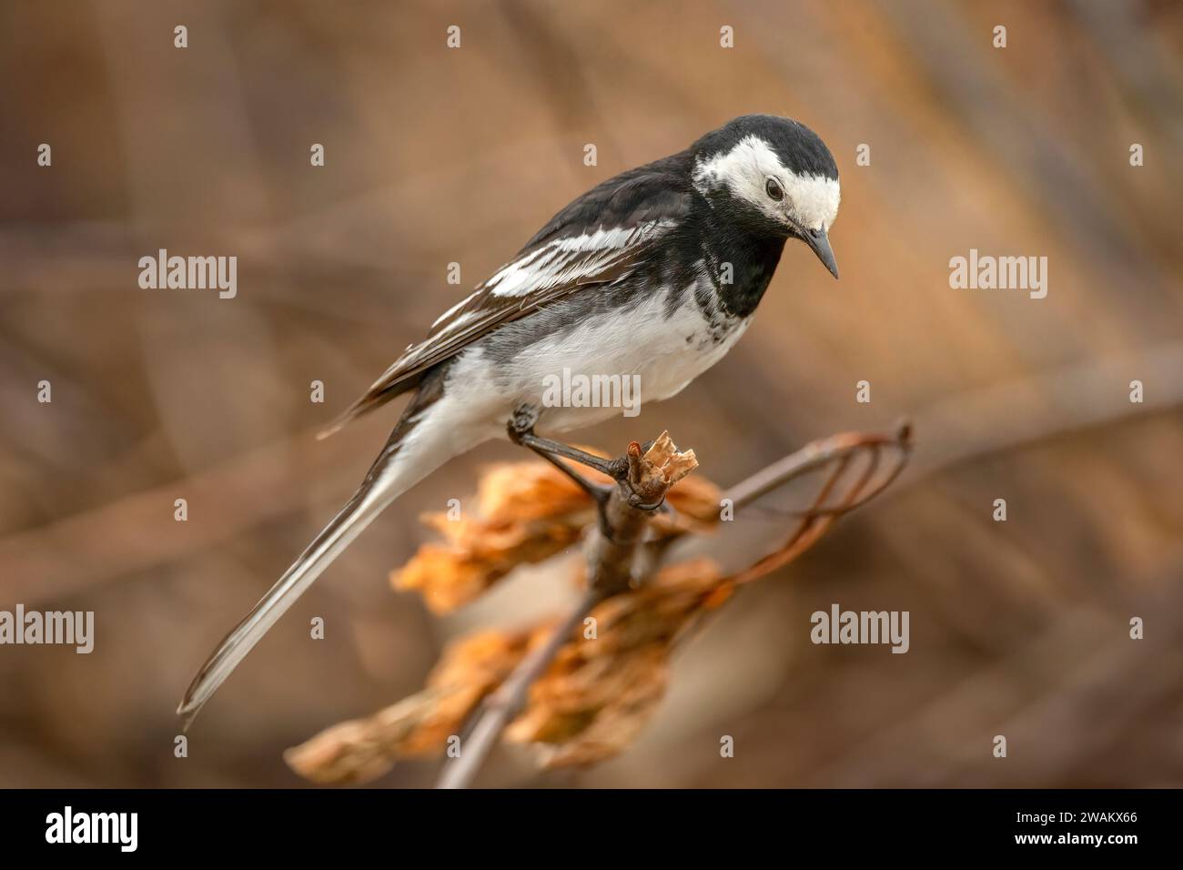 Pied wagtail branche perchée sur un arbre dans une forêt, au royaume-uni, en été Banque D'Images