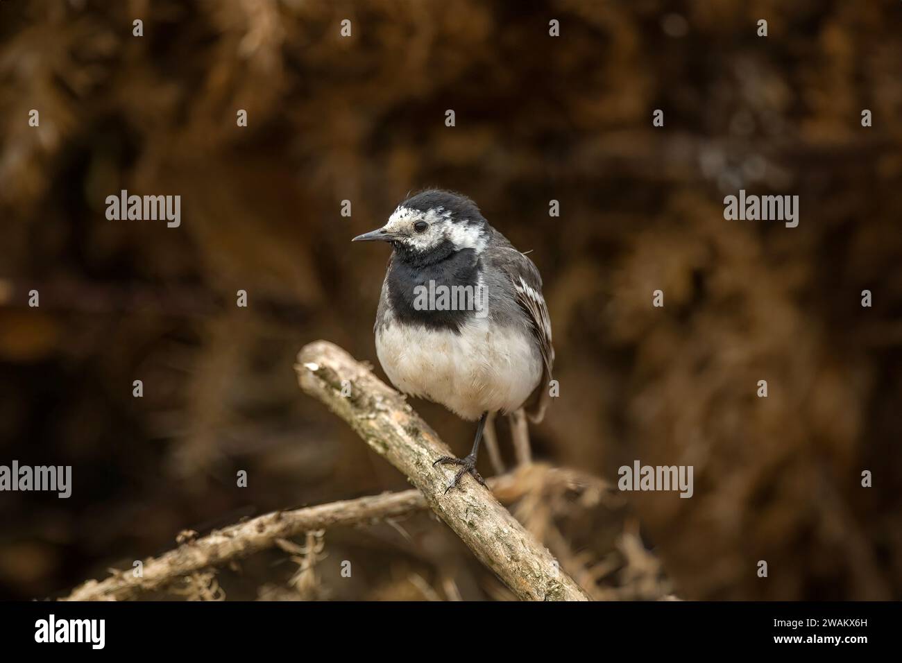 Pied wagtail branche perchée sur un arbre dans une forêt, au royaume-uni, en été Banque D'Images